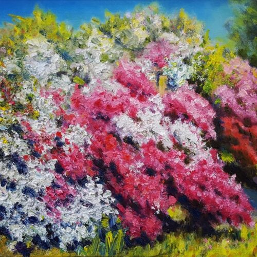 000030_2021_Azaleas_in_Full_Bloom